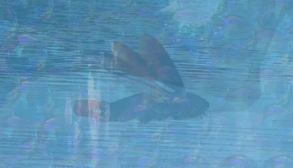 Image for Inversion