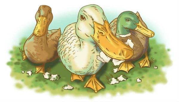 Image for Fowl Luck