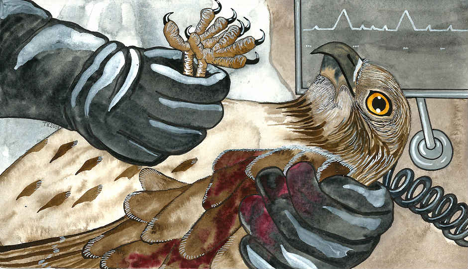 Image for Wings
